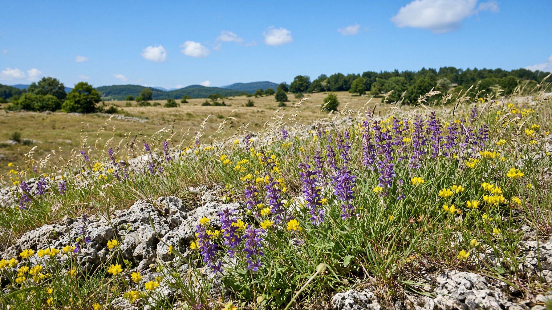 Magerrasen mit Wiesensalbei und Zittergras