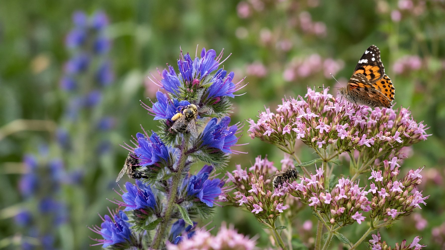Natternkopf und Oregano mit Wildbienen